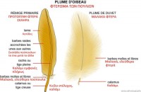 /album/norwich/%ce%b5%ce%b9%ce%b4%ce%b7-%cf%80%cf%84%ce%b5%cf%81%cf%89%ce%bc%ce%b1%cf%84%cf%89%ce%bd-jpg/